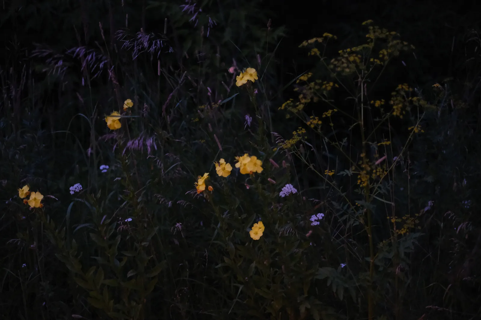 Wild yellow flowers on the dark riverbank at nightfall
