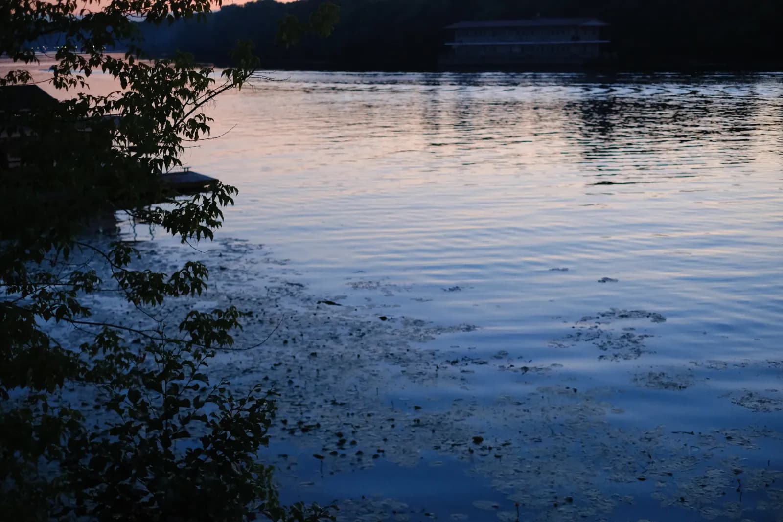 The river at nightfall through dark leaves, last colour on the water